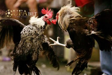 เว็บพนันไก่ชนออนไลน์