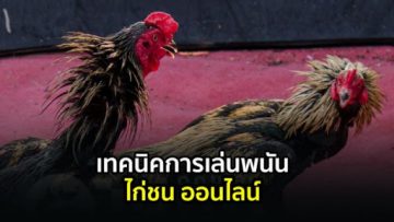 เว็บไก่ยูฟ่าเบท123