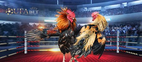 เว็บพนันไก่ชนน้ำดี
